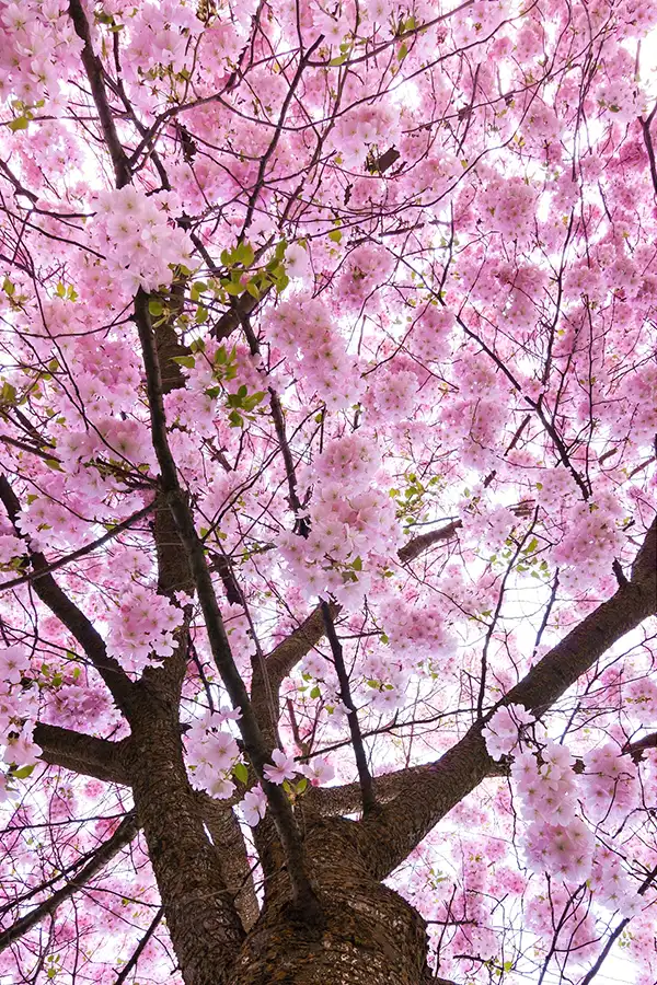 Arbre printanier