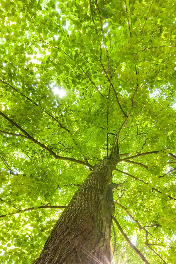 Arbre estival