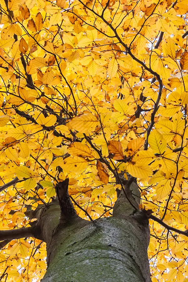 Arbre automnale