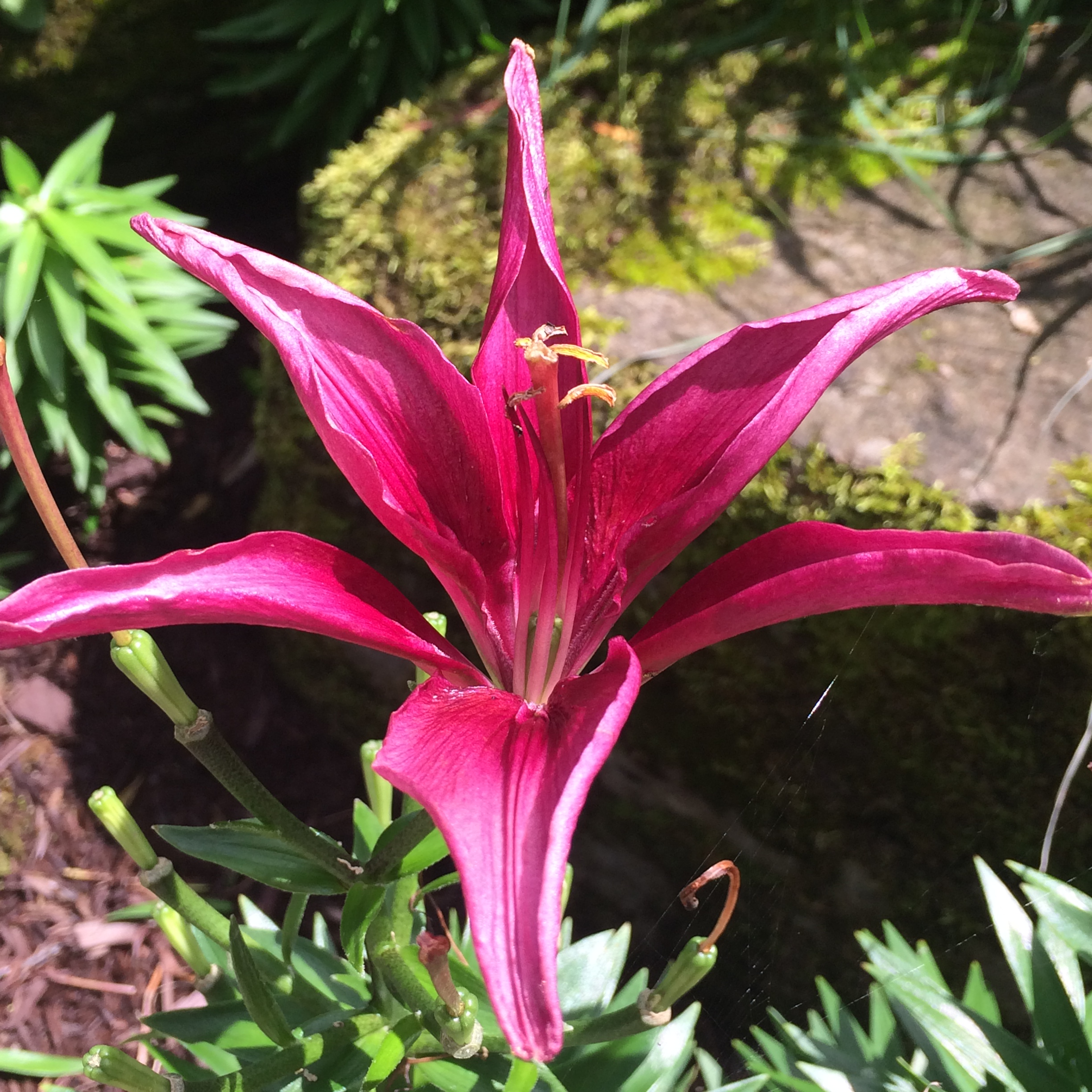 Fleurs de Lys
