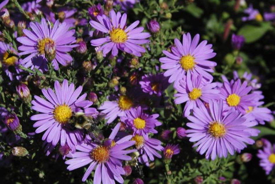 Aster -Fleur d'automne